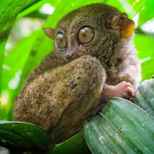 Bohol Choco Tour with Loboc River Lunch (Shared Tour) - Tarsier Sanctuary: quick, cute, and easy to miss if you rush