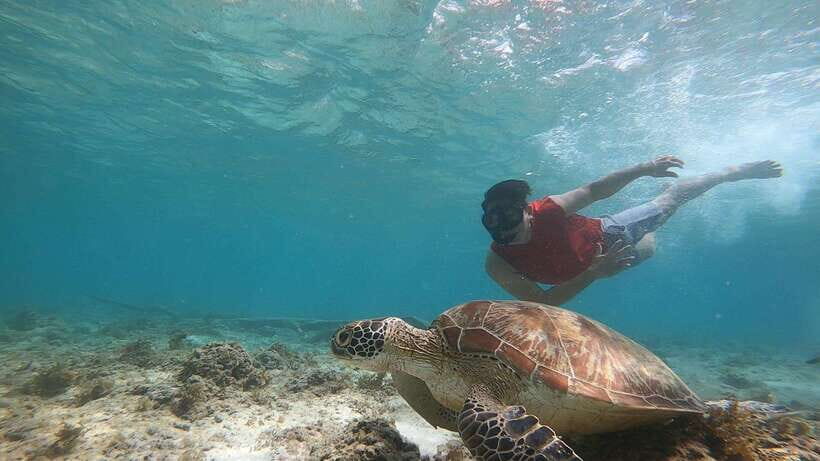 Cebu: Moalboal Island Hopping & Kawasan Falls Adventure - Key things that make this day work