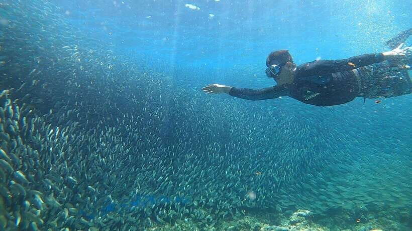 Cebu: Moalboal Island Hopping & Kawasan Falls Adventure - Timing, transportation, and how the day runs