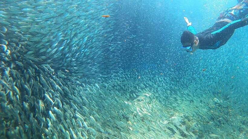 Cebu: Moalboal Island Hopping & Kawasan Falls Adventure - Pescador Island snorkeling: reefs, turtles, and reef sharks