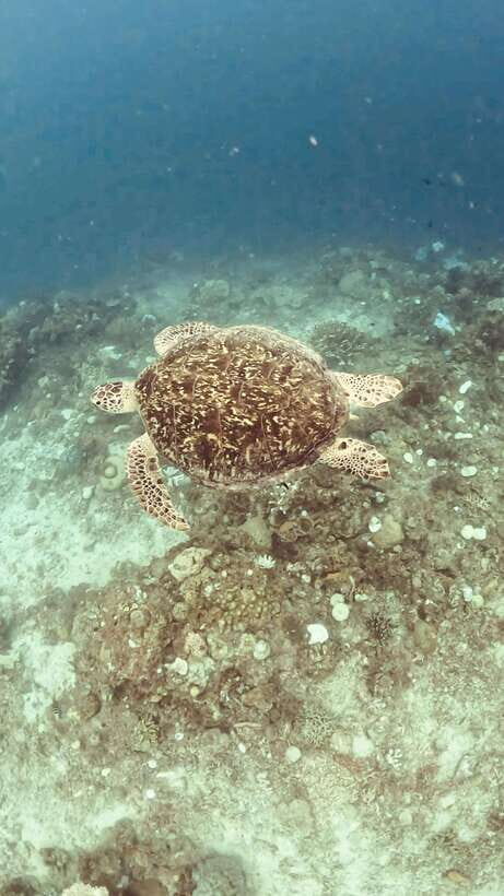 Siquijor: Freediving Adventure with Lunch and Beach Time - Key highlights to know before you go