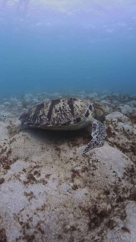 Siquijor: Freediving Adventure with Lunch and Beach Time - Caticugan Sanctuary: clear water and colorful fish time