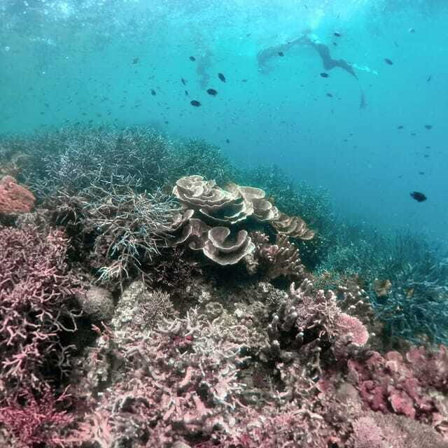 Siquijor: Freediving Adventure with Lunch and Beach Time - Filipino lunch: recharge for the rest of the day