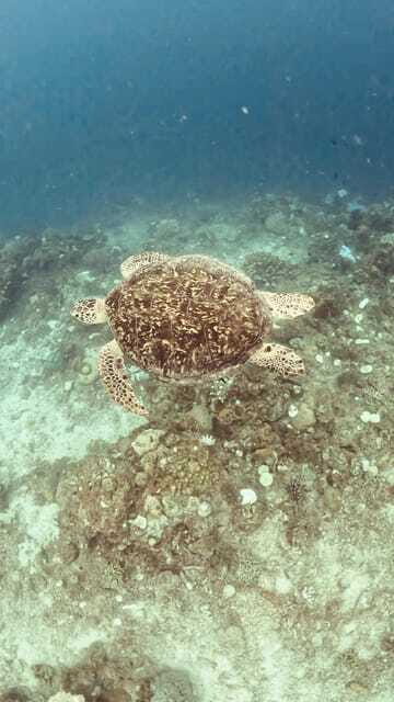Siquijor: Freediving Adventure with Lunch and Beach Time - What to bring (and what not to do) in the water