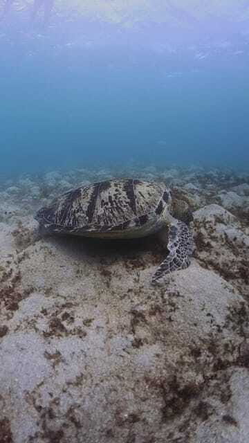 Siquijor: Freediving Adventure with Lunch and Beach Time - Who this Siquijor day trip is best for