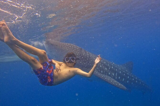 Small Group Moalboal and Badian’s Ultimate Adventure Tour - Moalboal turtle encounter: calm water, clear rules, big emotion
